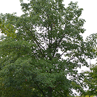 Image of red oak tree