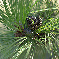 Close up of red pine cones