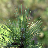 Close up of red pine needles