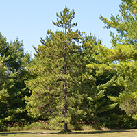 Image of red pine tree