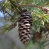 Close up of red spruce cones
