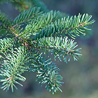 Close up of red spruce needles