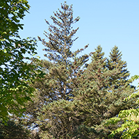 Image of red spruce tree
