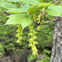 Close up of striped maple flowers