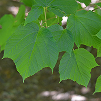 Close up of striped maple leaves