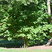 Image of striped maple tree