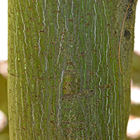 Close up of striped maple bark