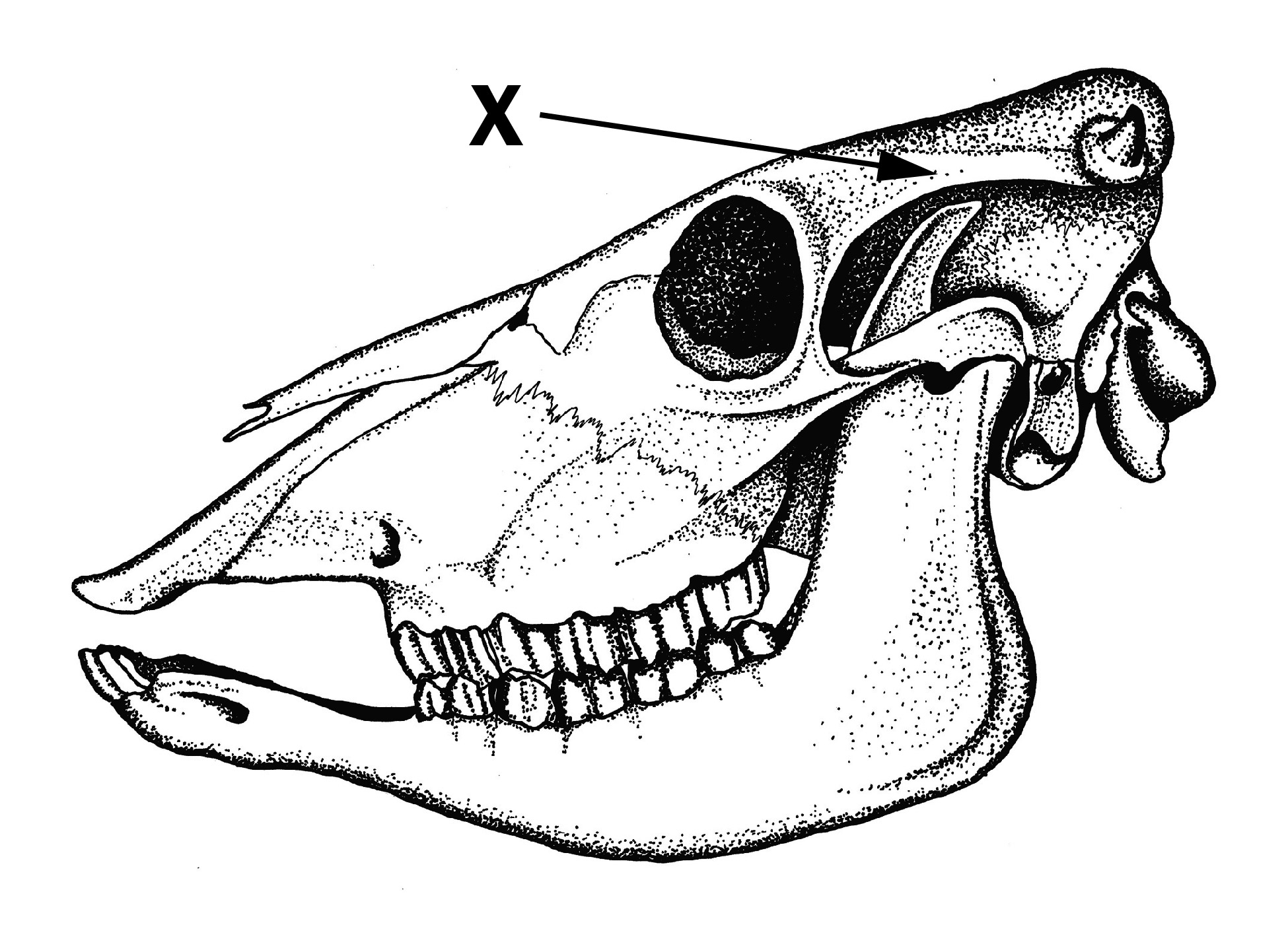 Skull with X marked