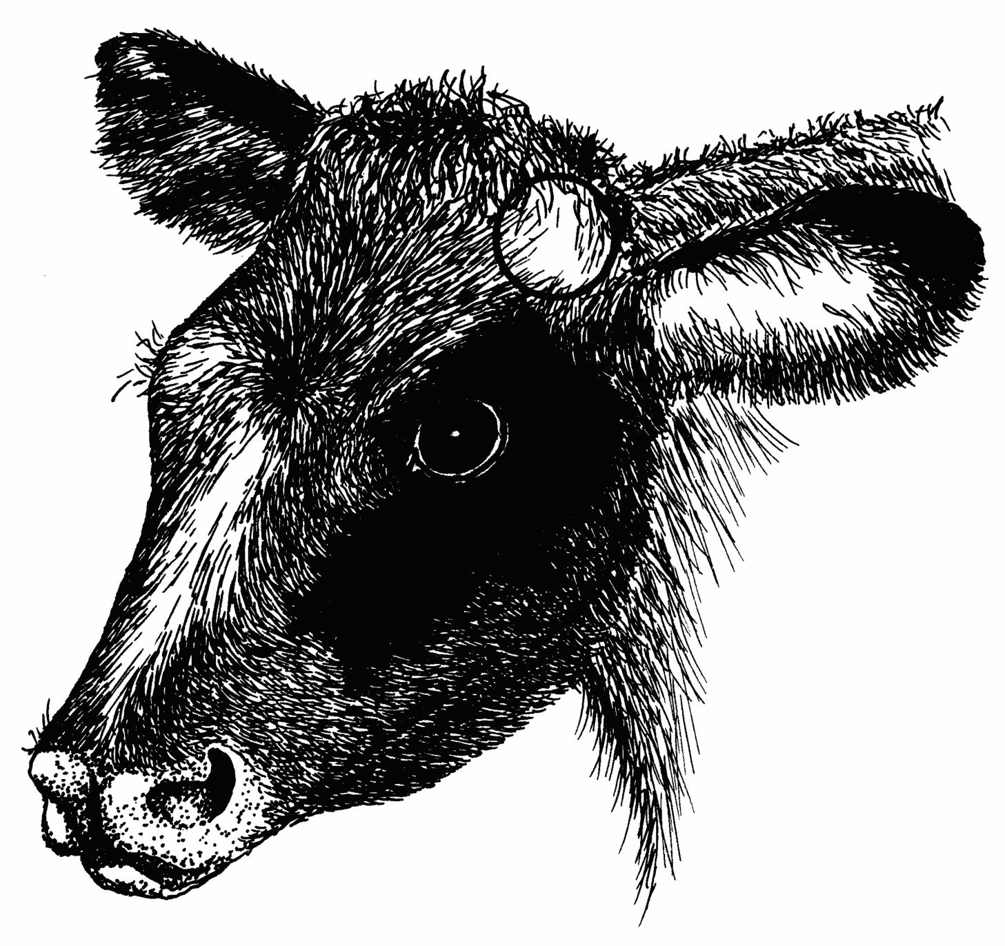 Calf head graphic with circle drawn at the base of the ear.