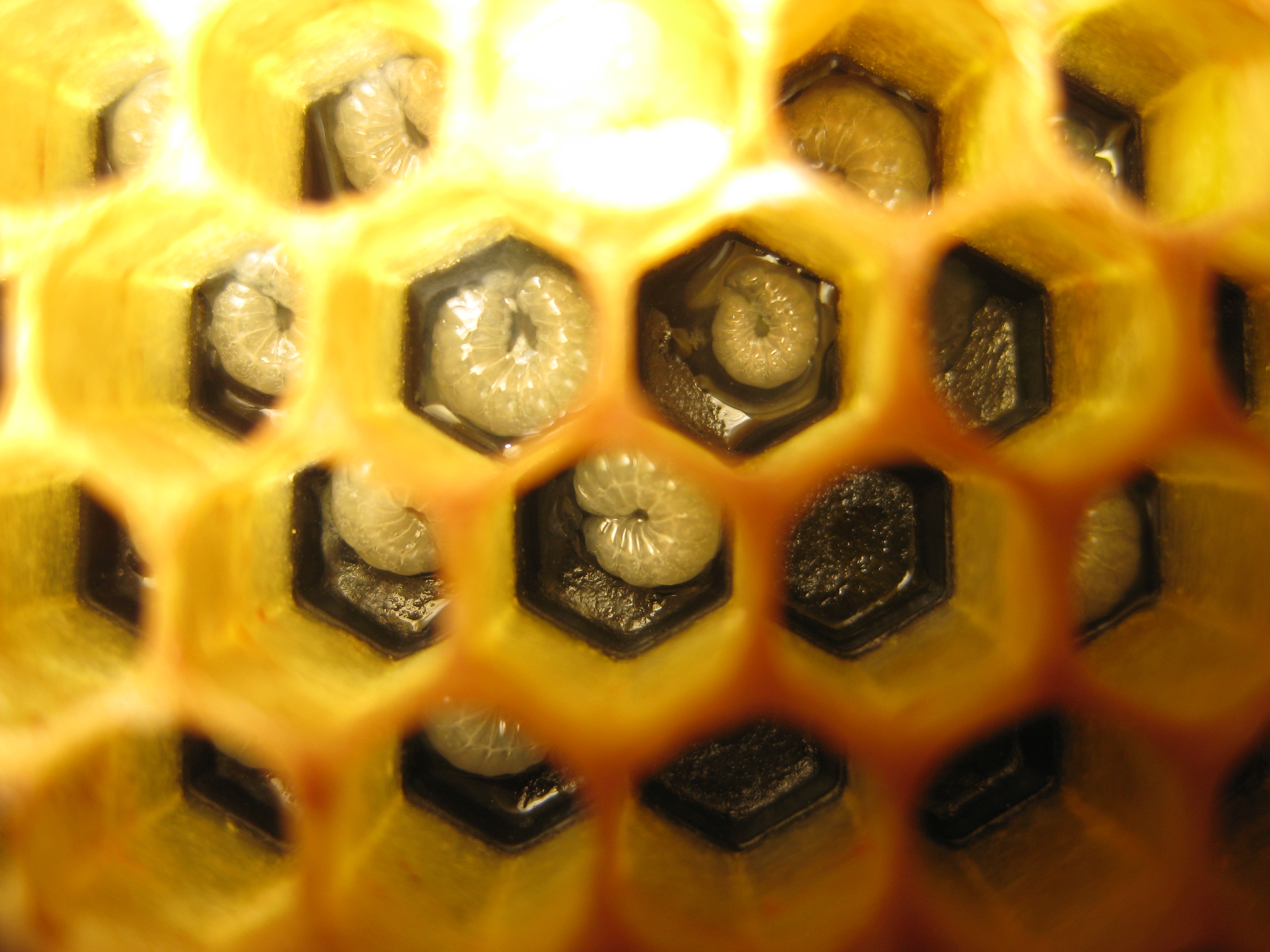 Healthy, pearl white and c-shaped larvae in brood cells.