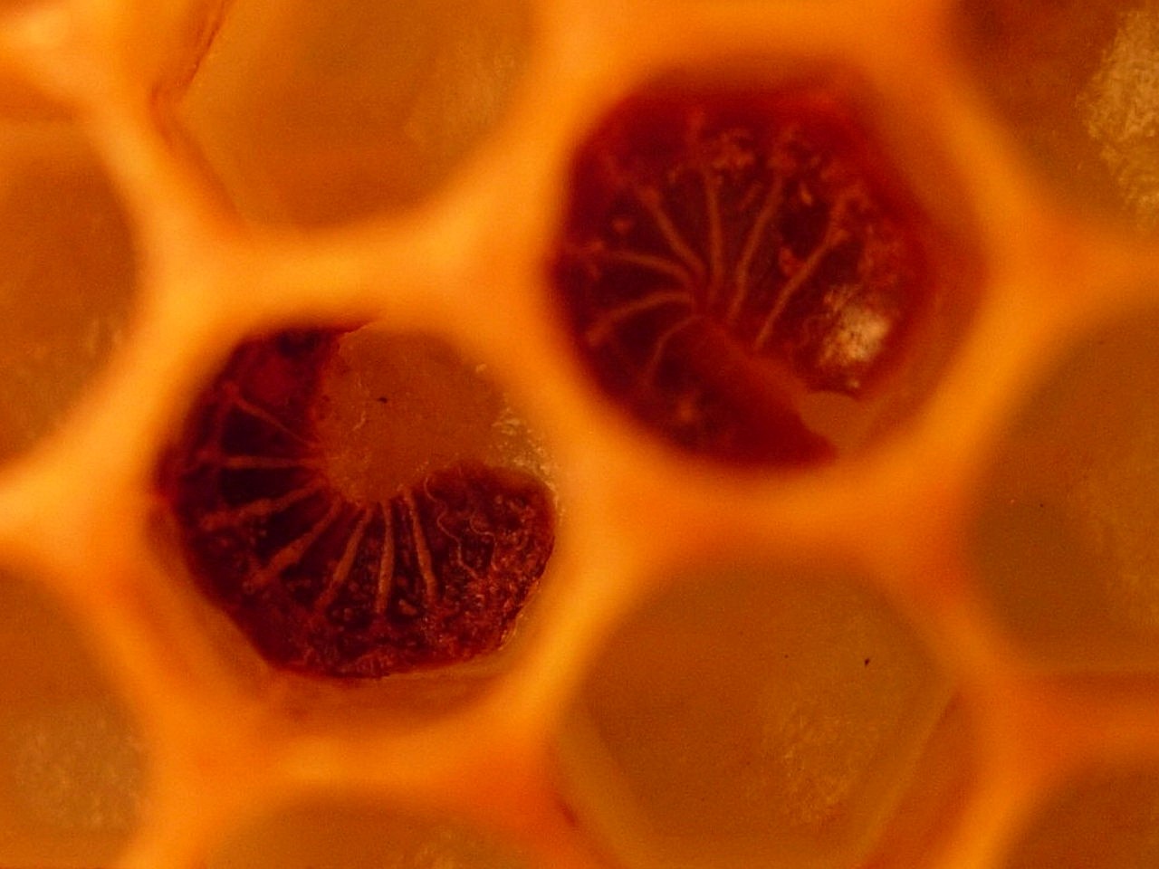 Dead and darkened larvae with prominent, white tracheal network, curled at the end of the cell.