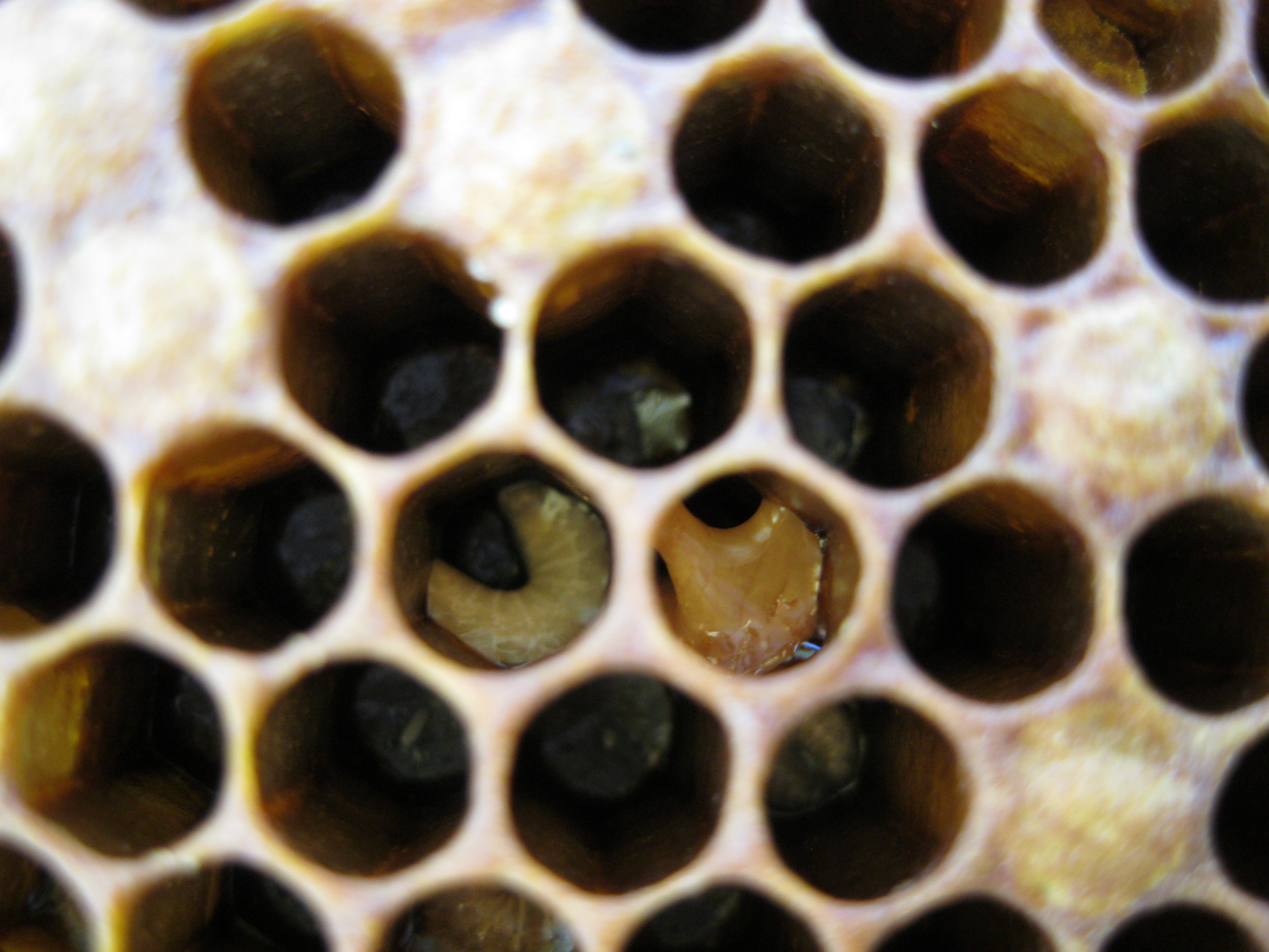 European foulbrood infected larva twisted in a brood cell.