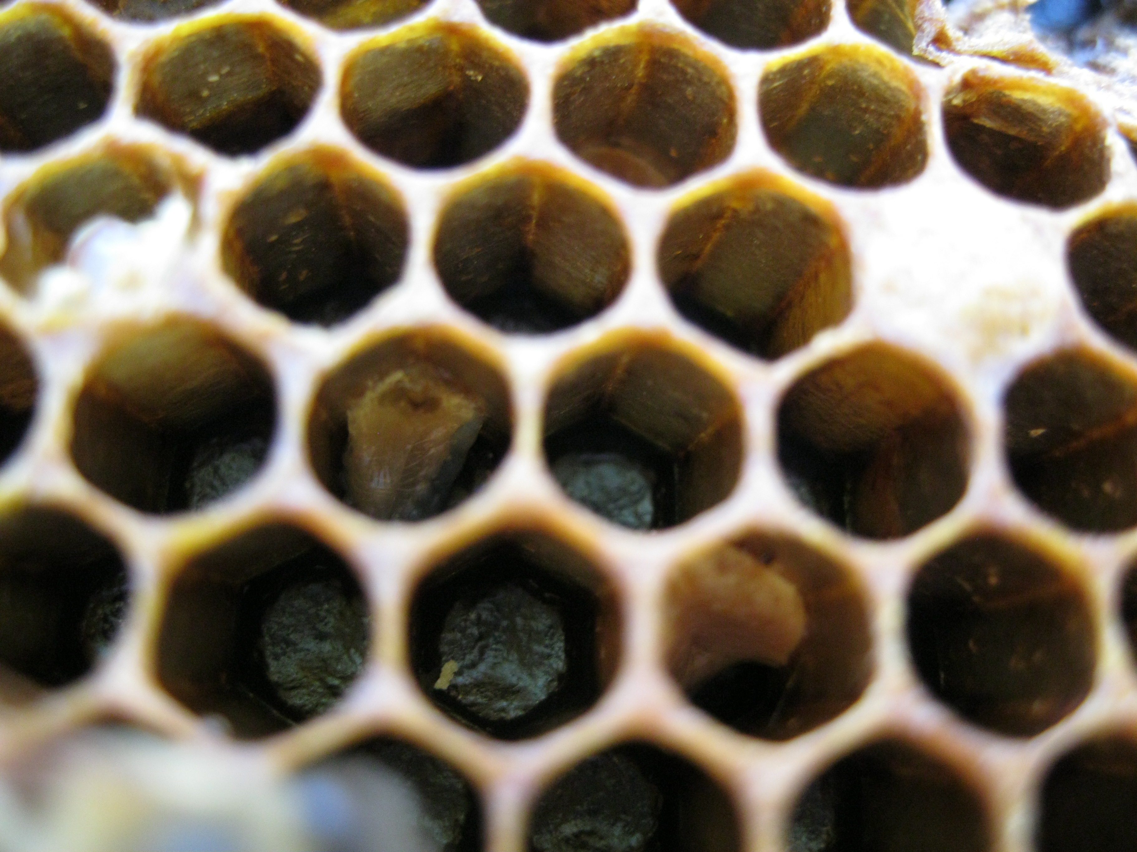 Dead larvae that has become a rubbery scale adhered to the wall of a wax cell.