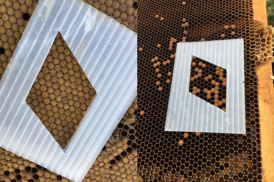 A solid brood pattern on a frame of honey bee brood compared to a spotty brood pattern on a frame of honey bee brood. A white plastic stencil is placed on the wax comb.