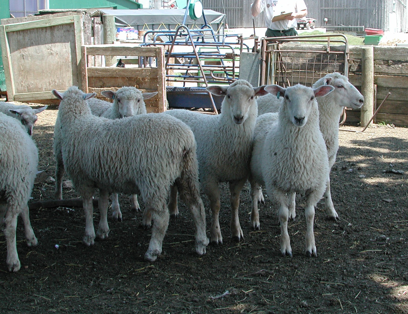 Sheep in yard