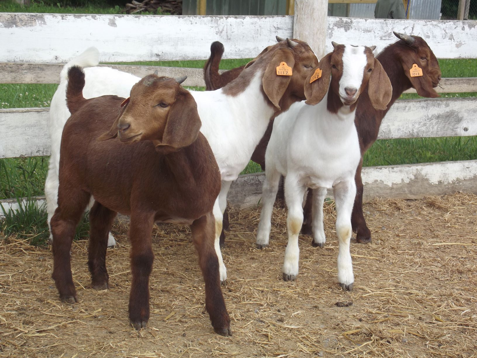 Four meat goats standing by fence