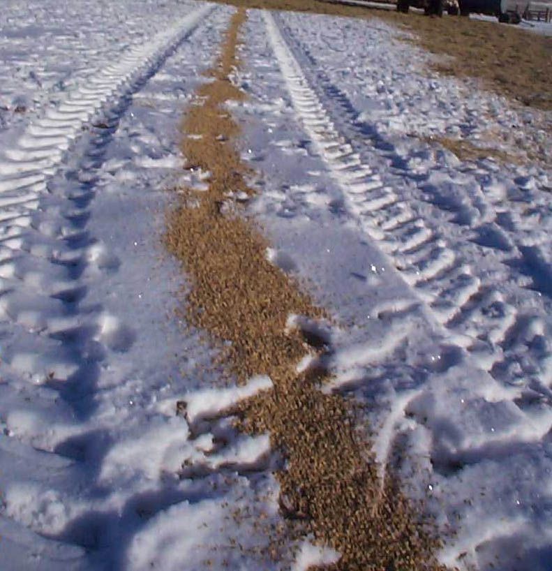 Grain spread in a line on top of snow.