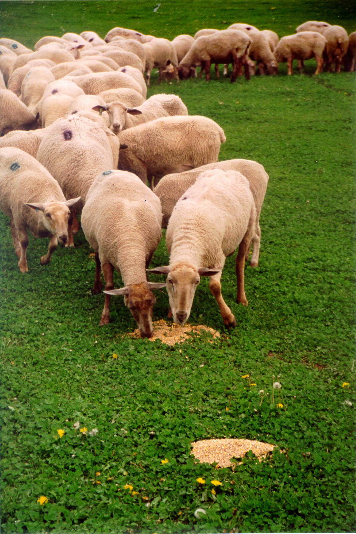 Sheep eating grain in piles on the ground.