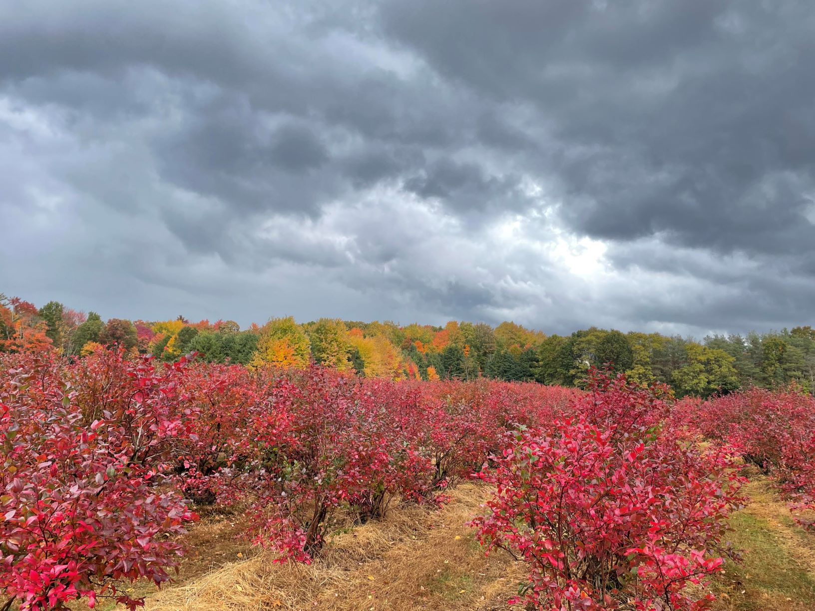 Highbush blueberry plant in the fall
