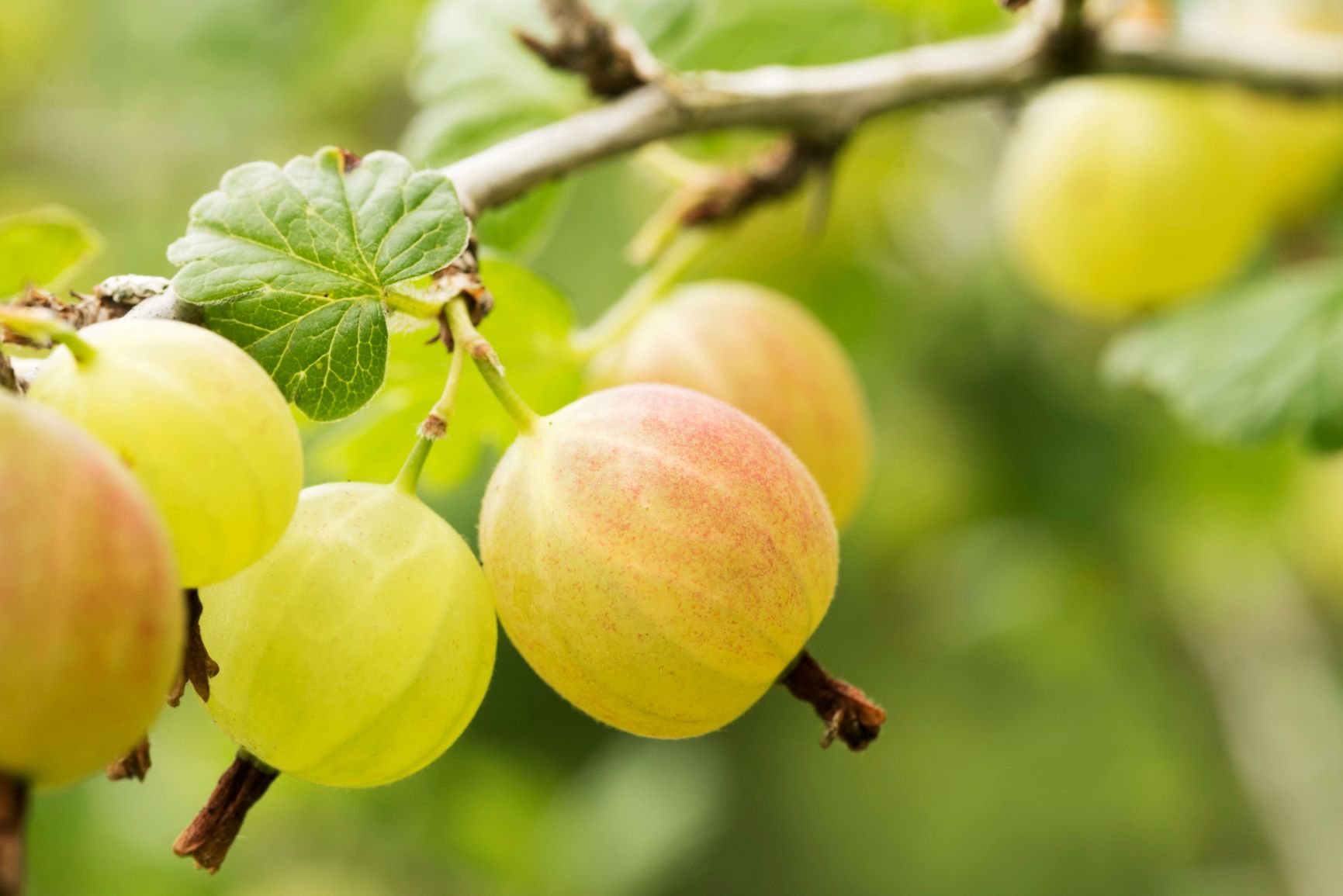 Cluster of gooseberries on branch