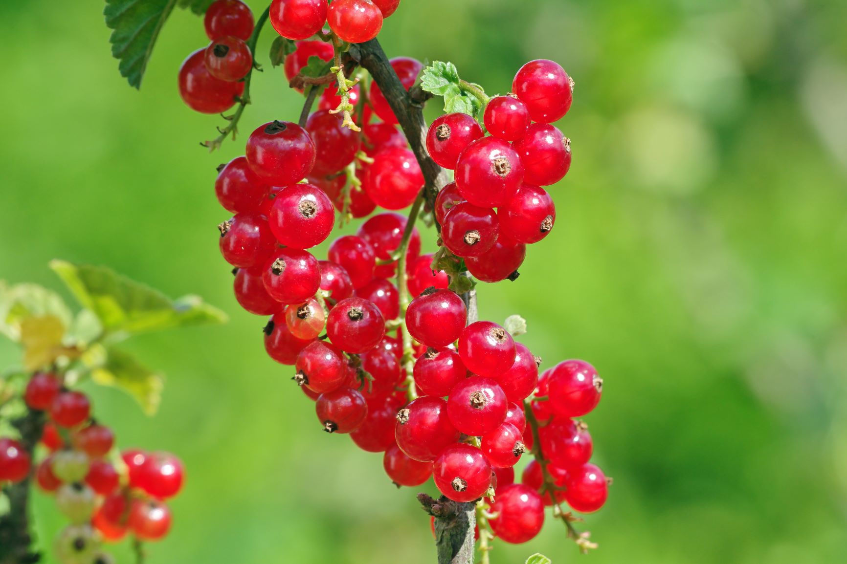 Cluster of red currants on branch