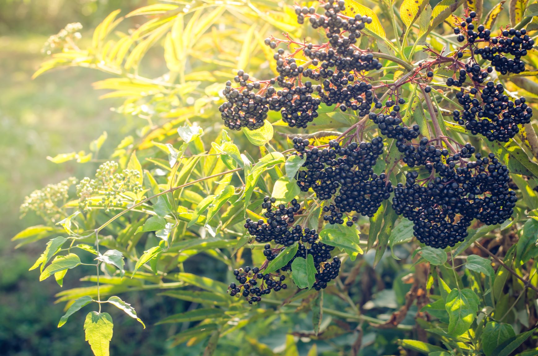 Ripe elderberries