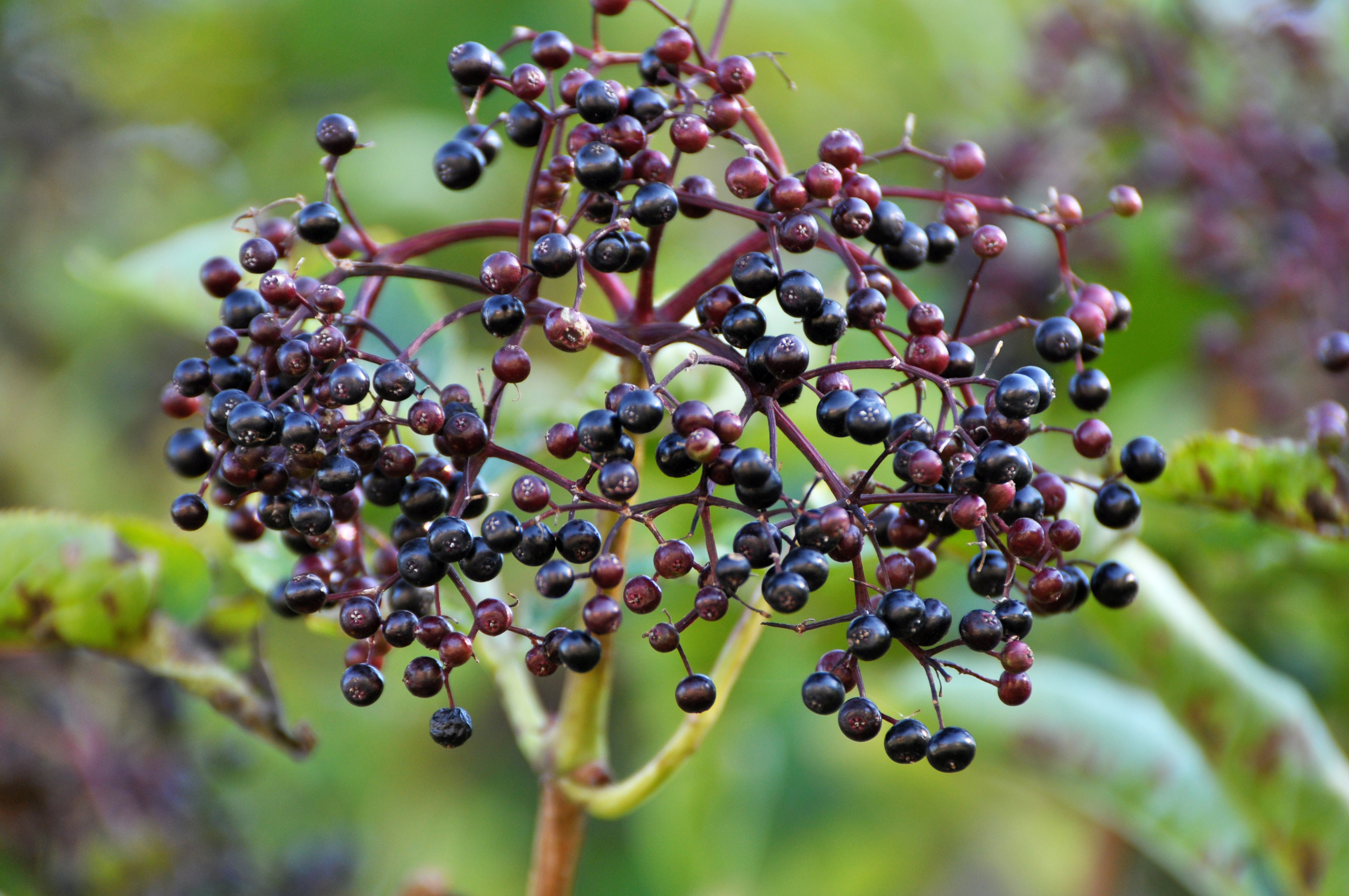 Cluster of ripe elderberries