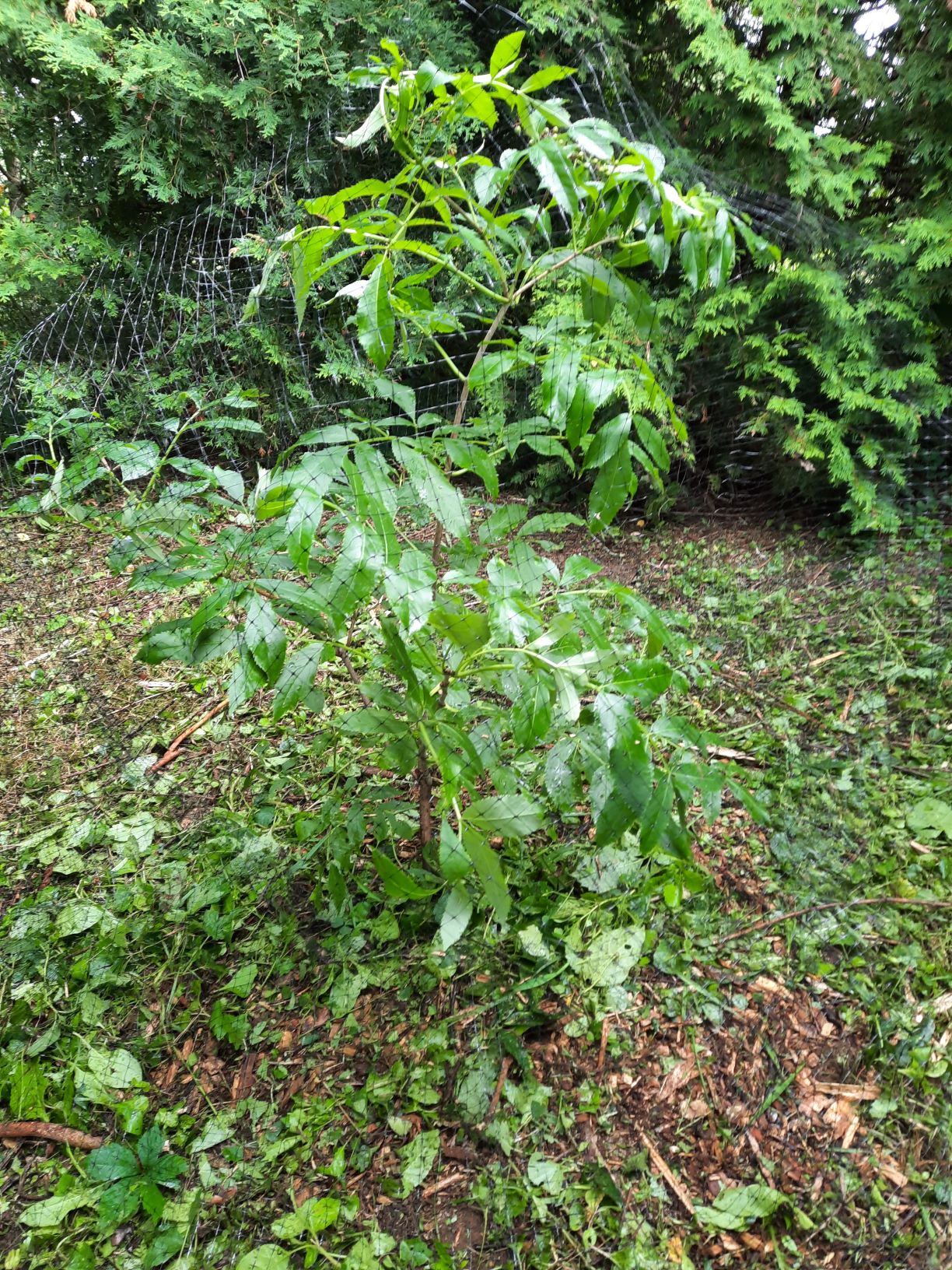 Young elderberry plant covered in netting