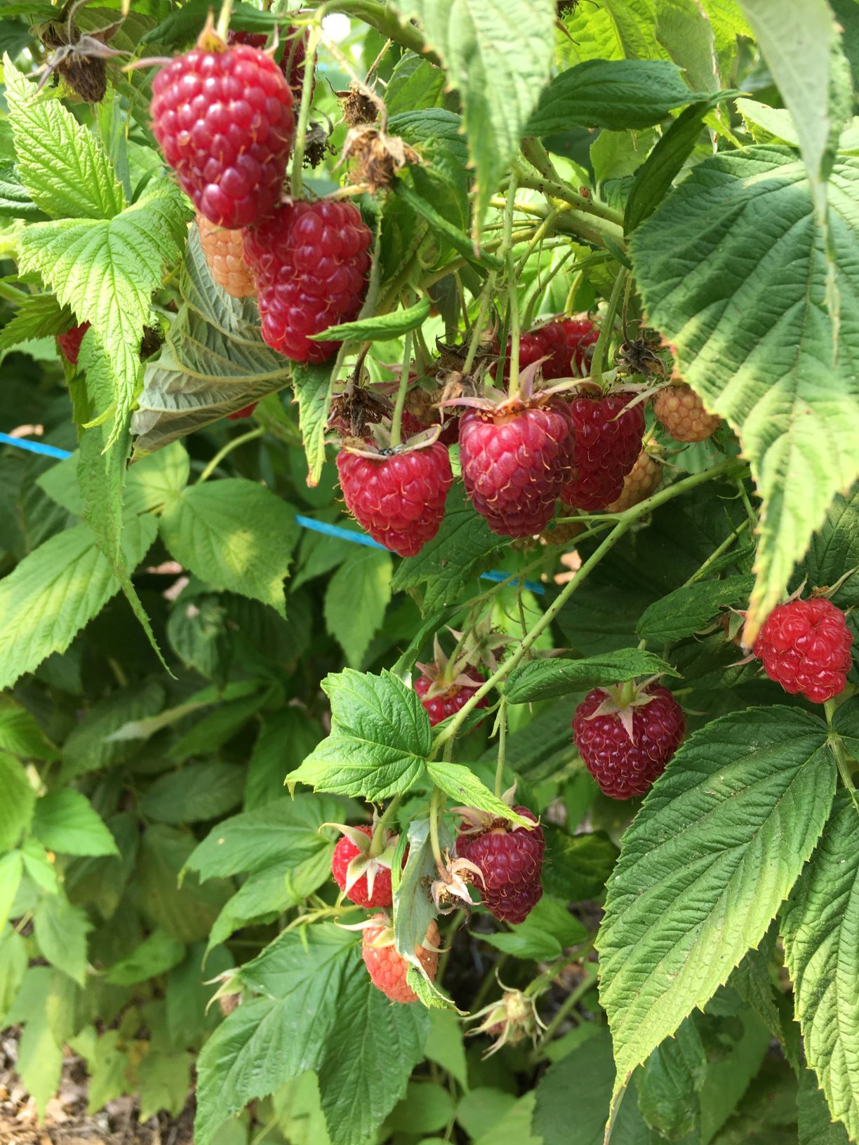 Framboisier : au lieu du fruit, mangez les feuilles ! - Nature