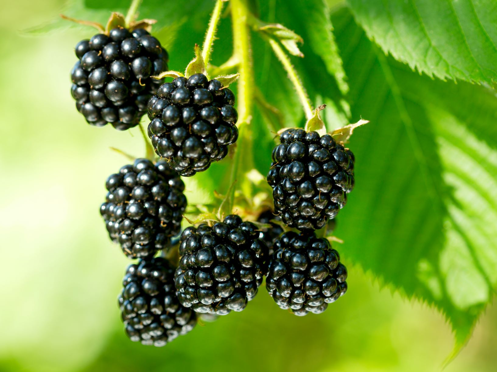 Growing Raspberries and Blackberries in a Home Garden