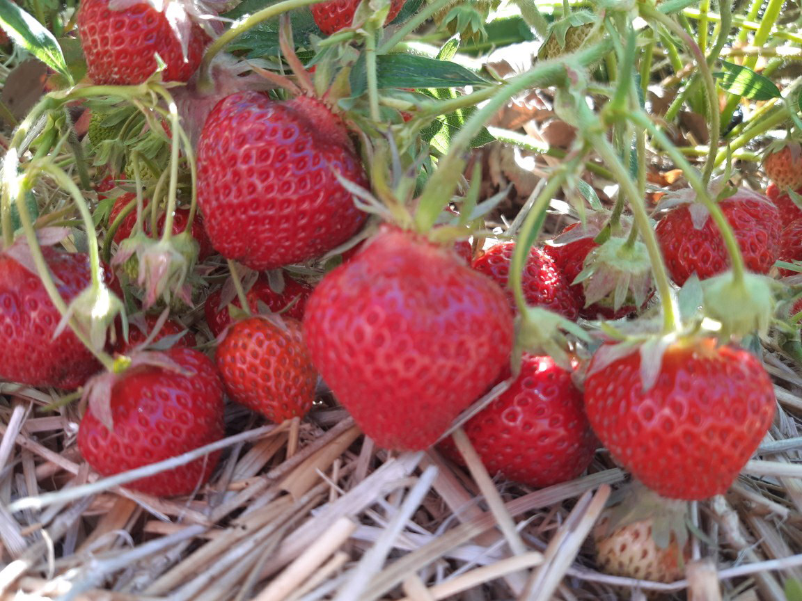 Cluster of ripe strawberries