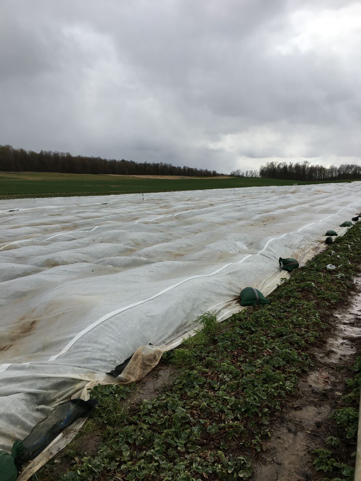 Floating row covers over a strawberry field
