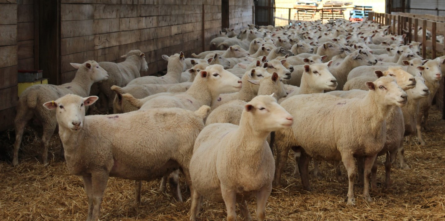 Flock of sheep in barn