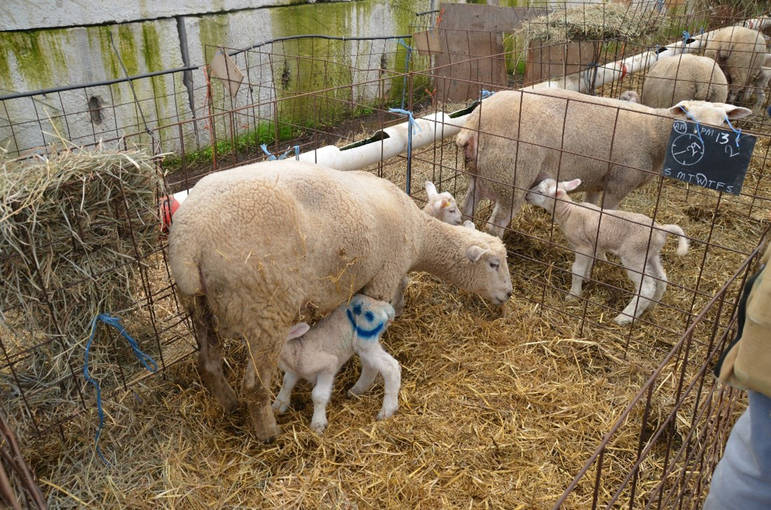 Ewes in individual pens with lambs