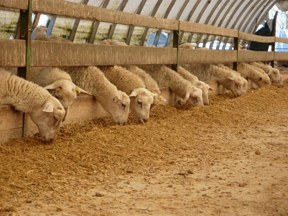 Market lambs eating at manger