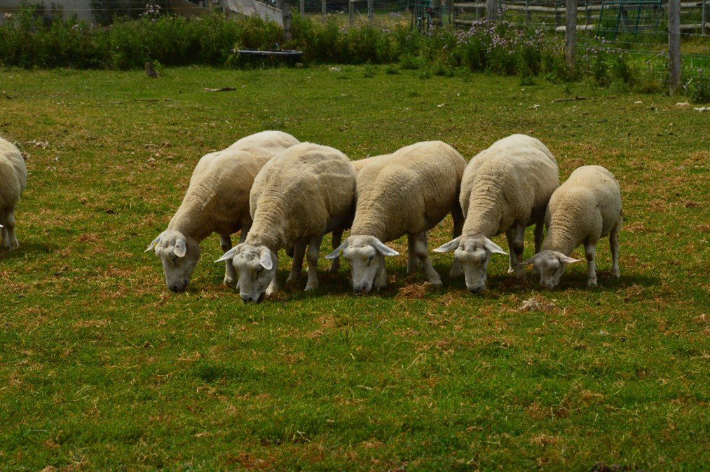 Sheep on pasture