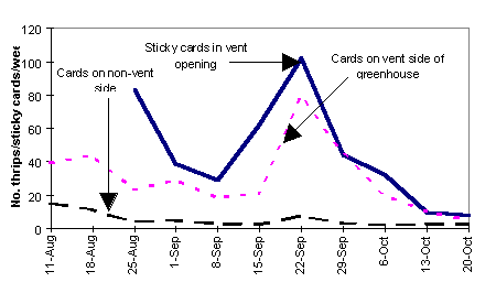 Thrips populations in a rose crop as monitored by sticky cards