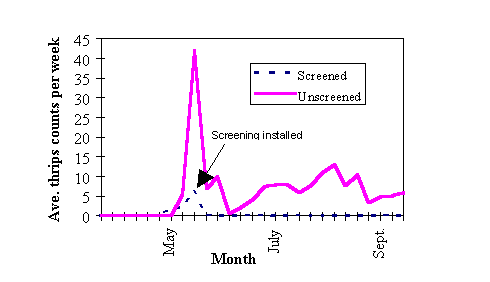 Image shows the impact of screening on thrips populations in 2 cyclamen crops in adjacent areas of the same operation. The reduction in thrips numbers in the screened area was immediate and lasting.