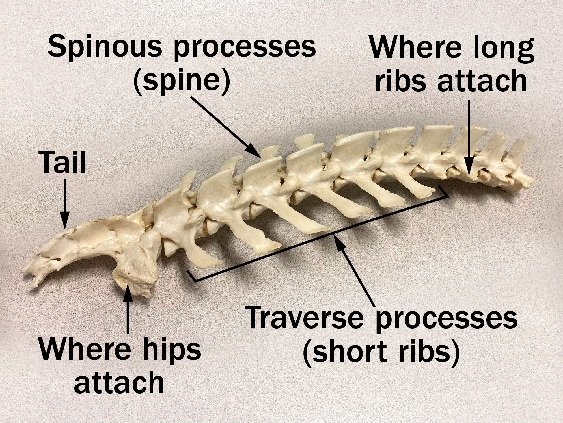 Illustration of the loin area of sheep spine showing parts.