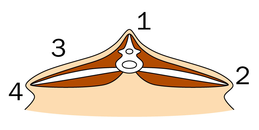 Cross-section of a body condition score of 1 showing no muscle cover and little to no muscle depth.