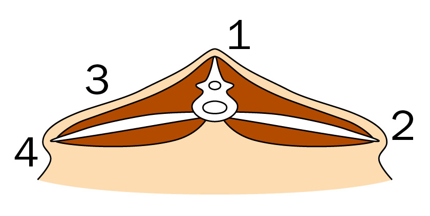 Cross-section of a body condition score of 2 showing little fat cover and a moderate muscle depth.