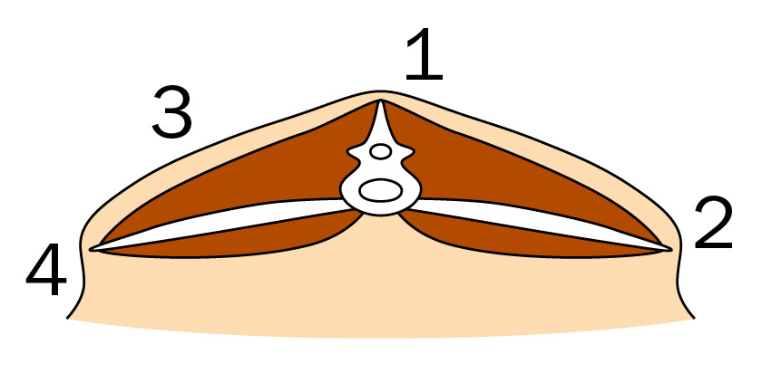 Cross-section for a body condition score of 3 showing moderate fat cover and full muscle depth.