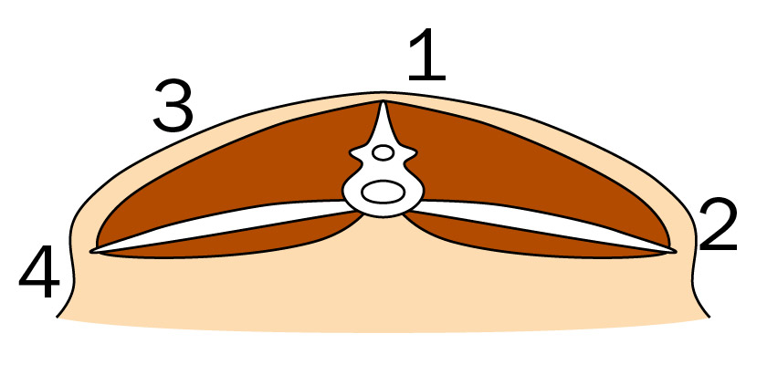 Cross-section for a body condition score of 4 showing high level of fat cover and full muscle depth.