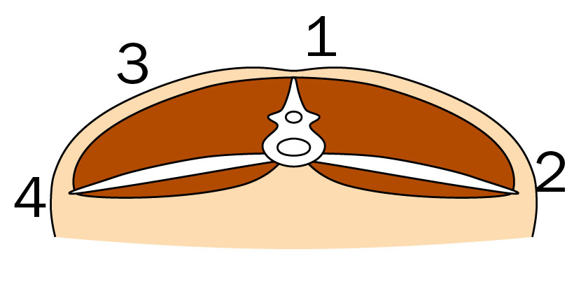 Cross-section for a body condition score of 5 showing a lot of fat and muscle covering.