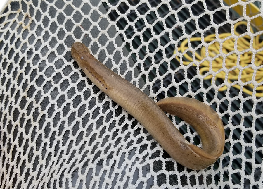 A photograph of Silver Lamprey