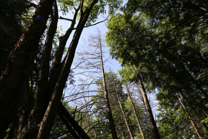 Image of defoliated hemlock tree in forest.