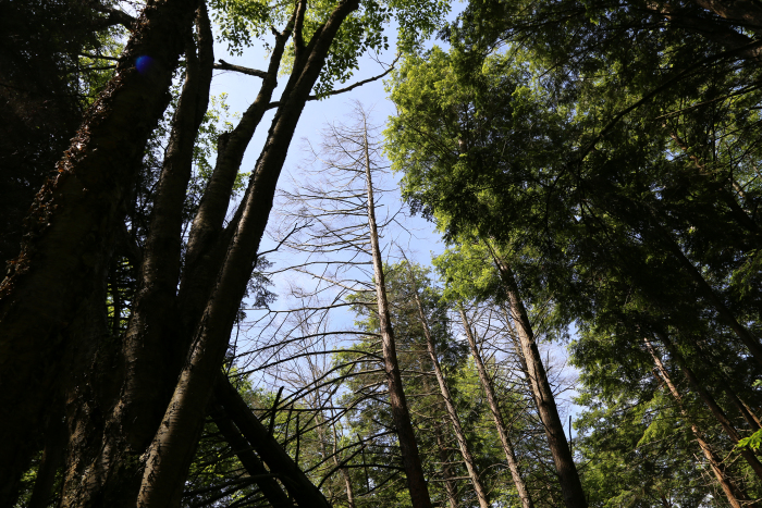 Image d’une pruche défoliée dans la forêt.