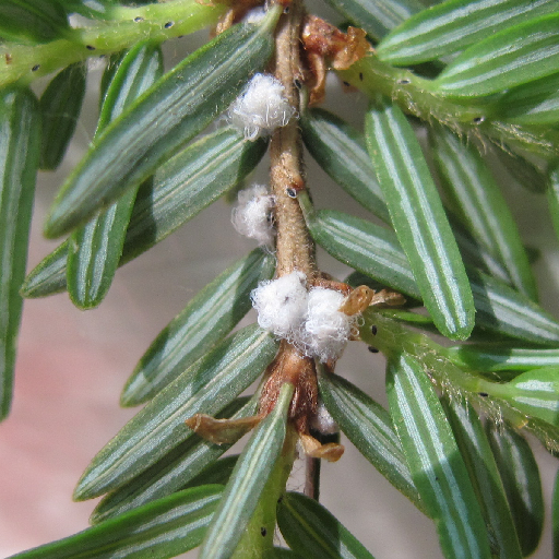 Image of hemlock needles showing the white woolly sacs.
