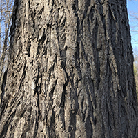 Close up of butternut bark