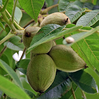 Vue rapprochée des fruits du noyer cendré 